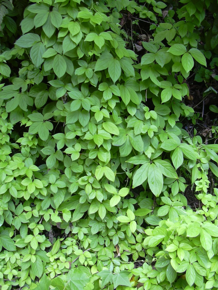 Ямс (Dioscorea)