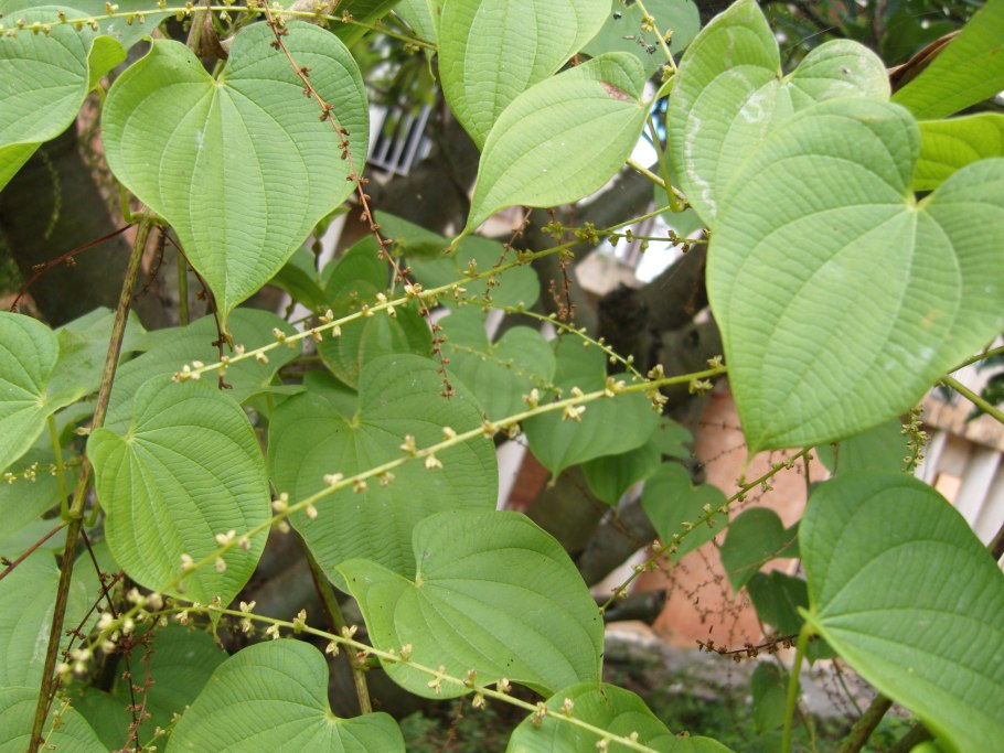 Ямс (Dioscorea)