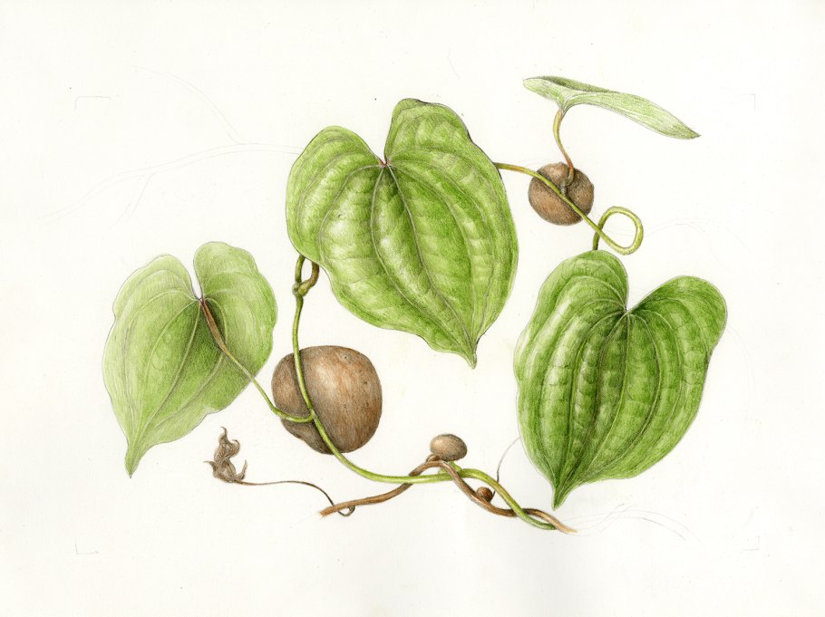Ямс dregeana - Dioscorea dregeana