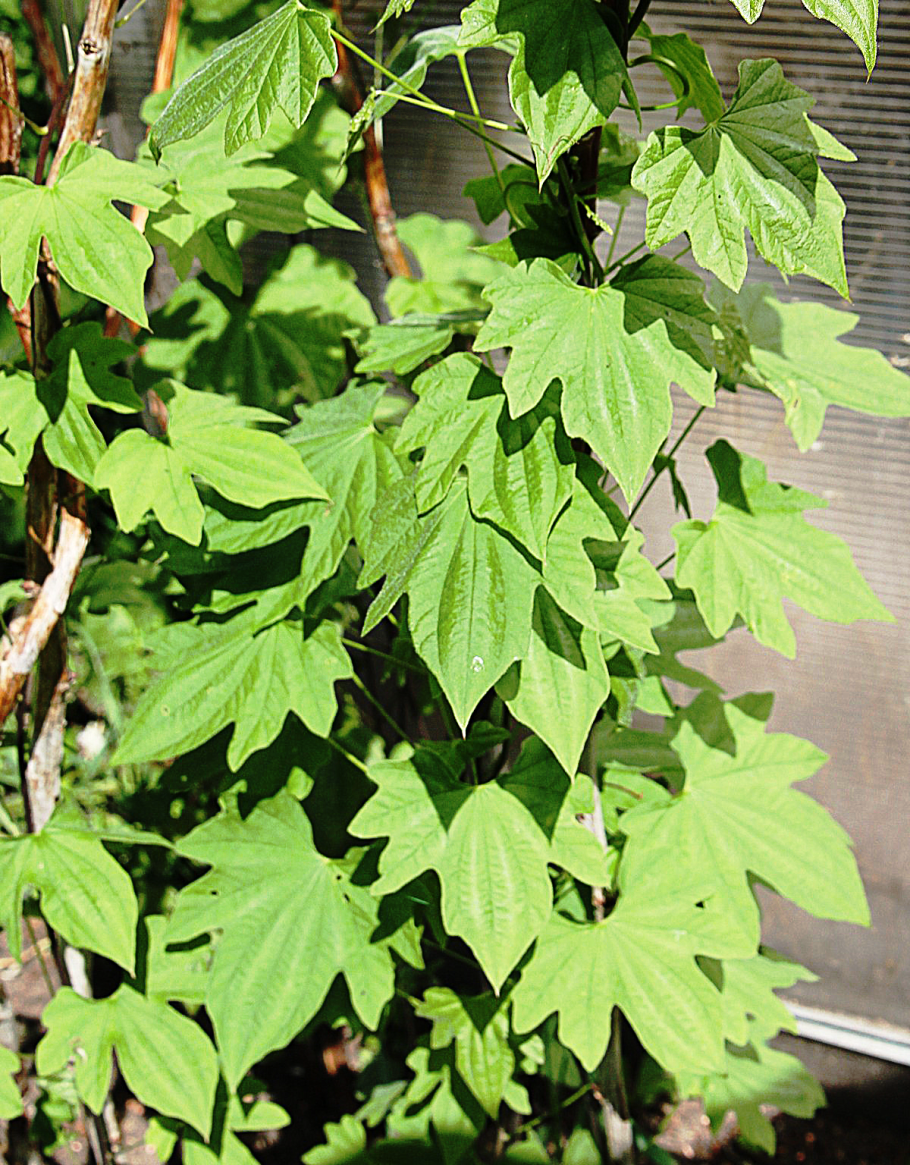 Диоскорея Кавказская (Dioscorea Caucasica)