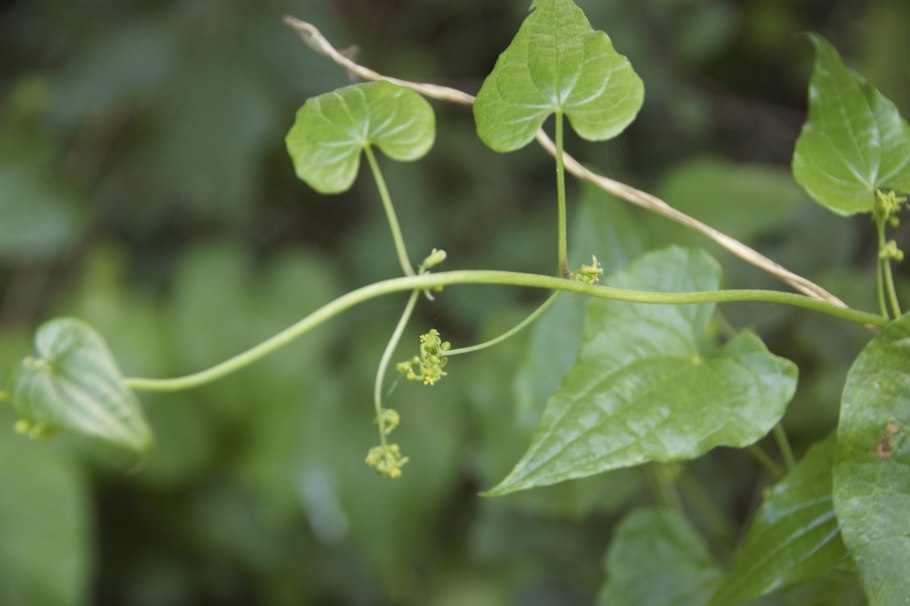 Ямс (Dioscorea)