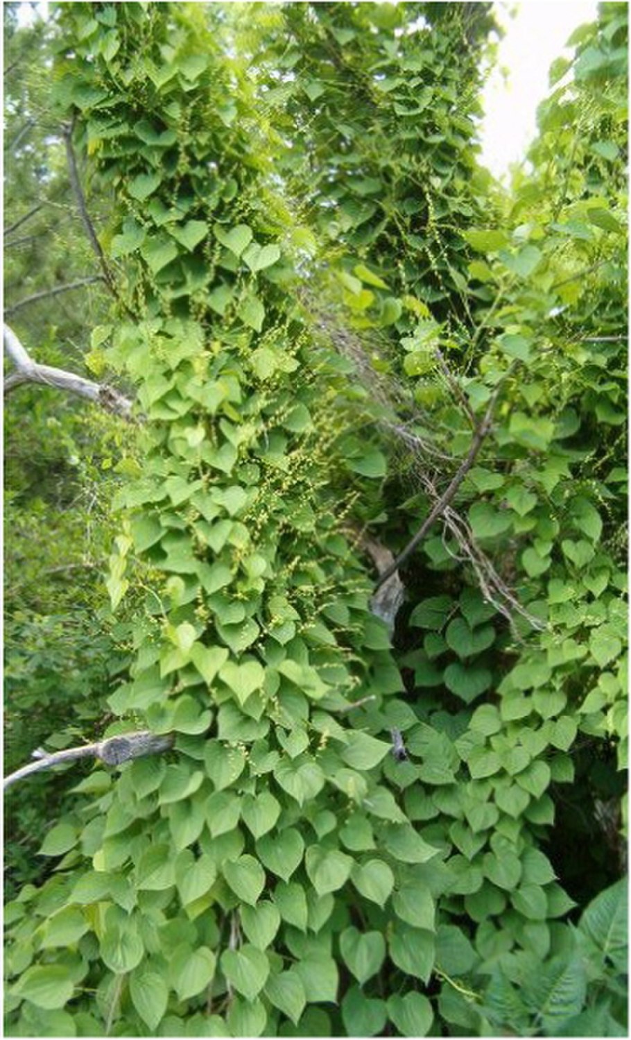 Диоскорея ниппонская, Dioscorea nipponica