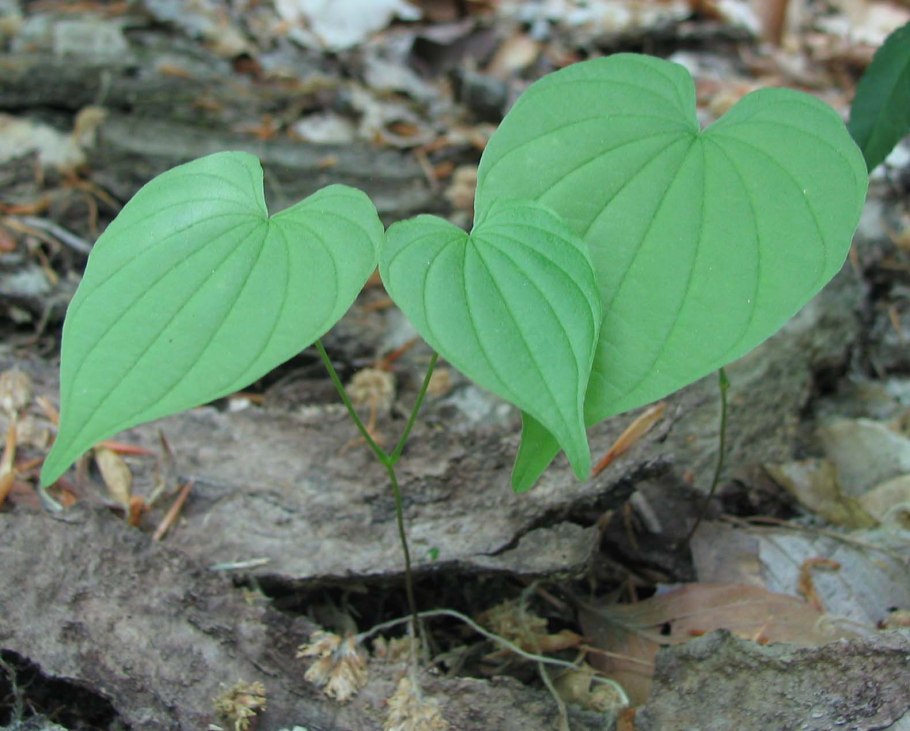 Диоскорея клубненосная Dioscorea bulbifera