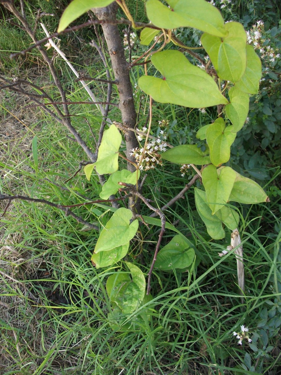 Dioscoreaceae семейство