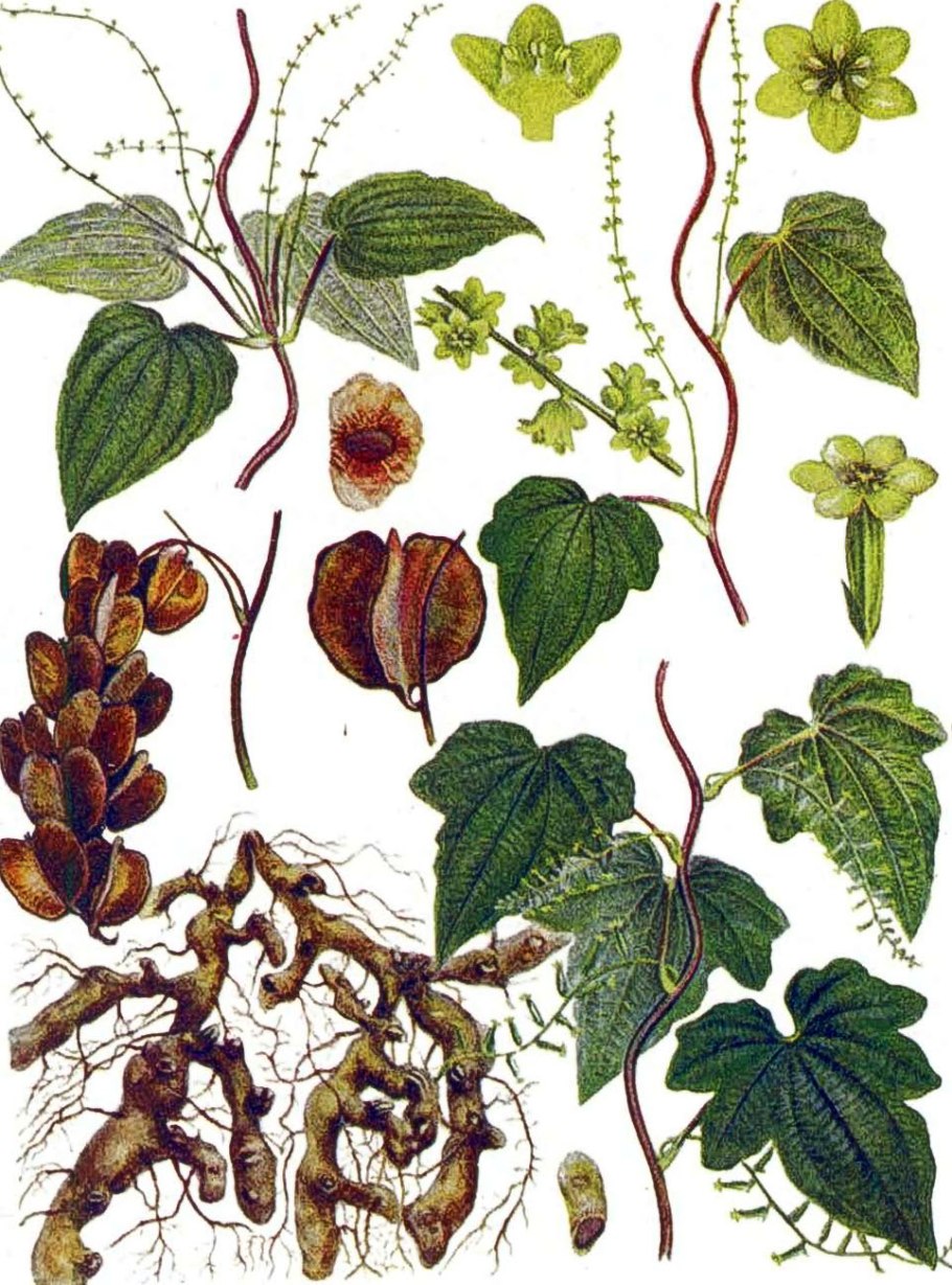 Диоскорея Кавказская (Dioscorea Caucasica)