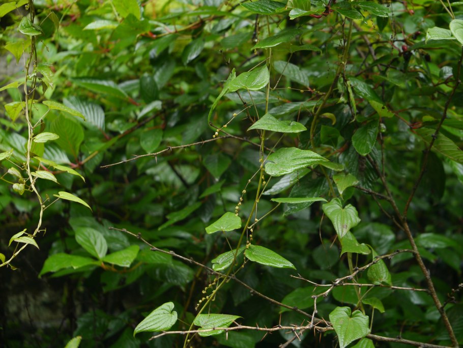 Dioscorea trifida