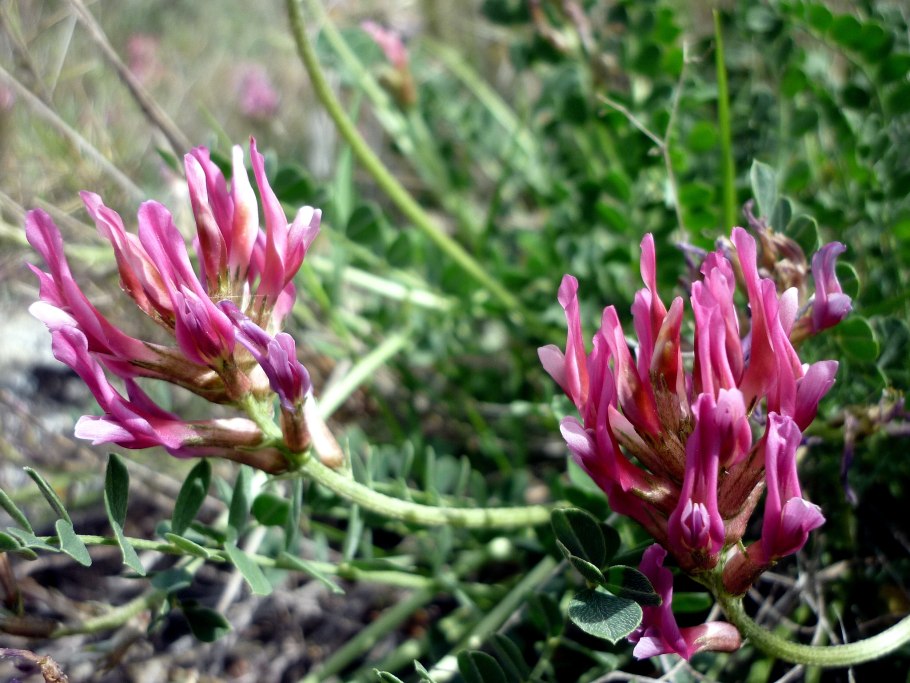 Astragalus monspessulanus
