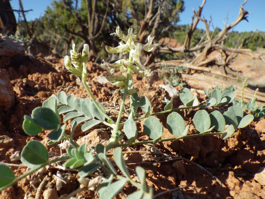 Astragalus oreganus