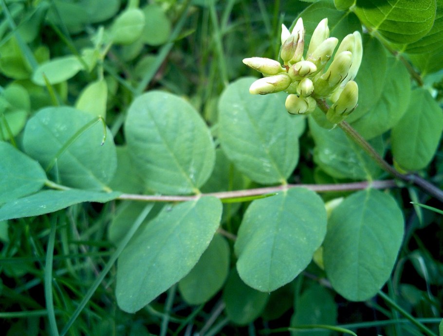 Astragalus glycyphyllos