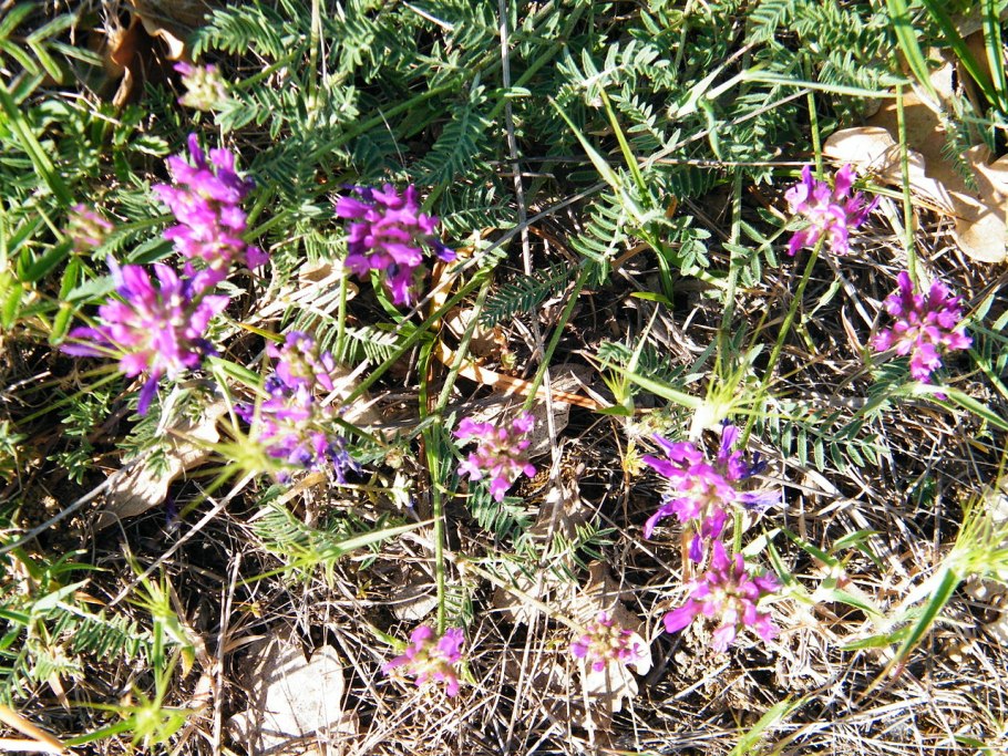 Astragalus onobrychis