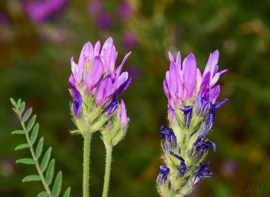 Астрагал трава