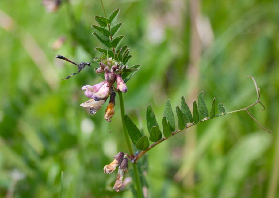 Vicia sepium – горошек заборный