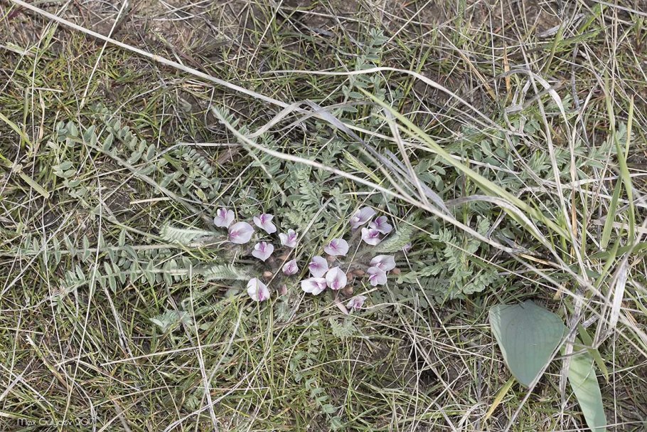 Oxytropis purpurea