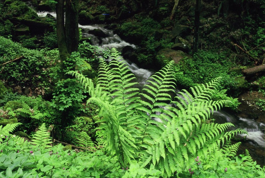 Древовидные папоротниковые, саговники