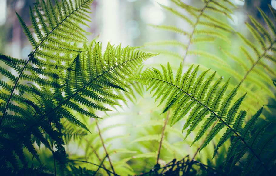 Папоротник Гроздовник виргинский