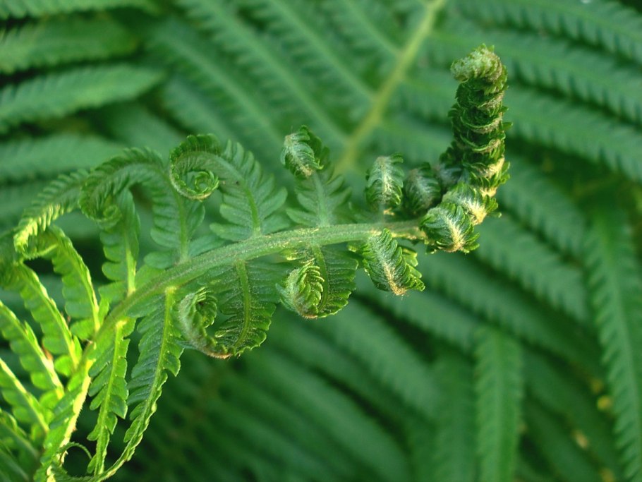 Danaea папоротник