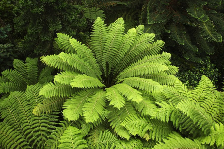 Папоротник (Polypodiophyta)