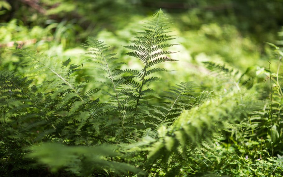 Папоротник нефролепис