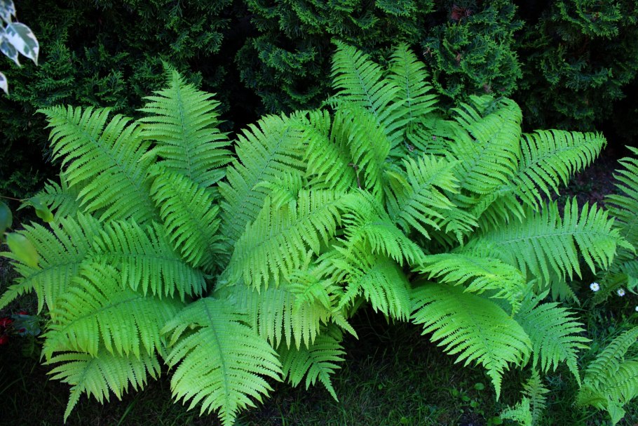 Роголистный папоротник