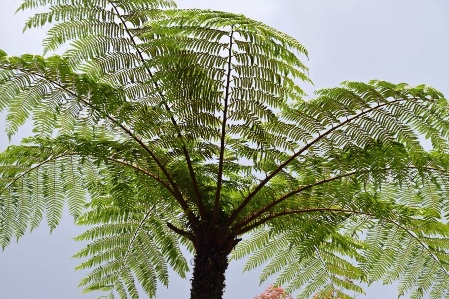 Папоротник орляк