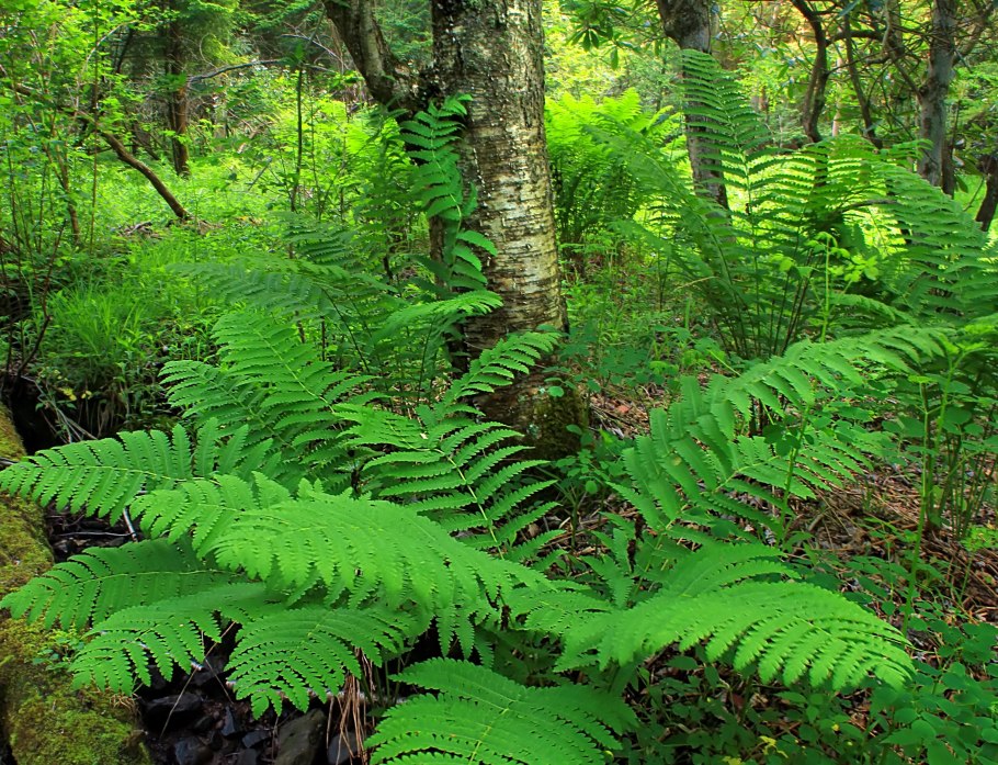 Папоротник (Polypodiophyta)