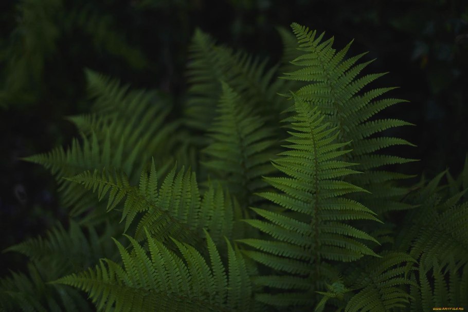 Папоротник Таежный