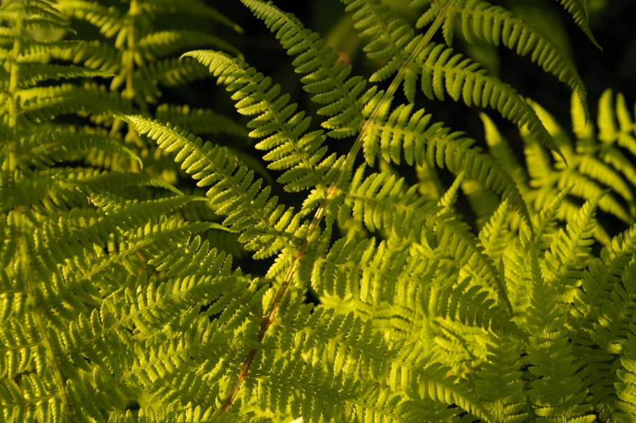 Орляк папоротник