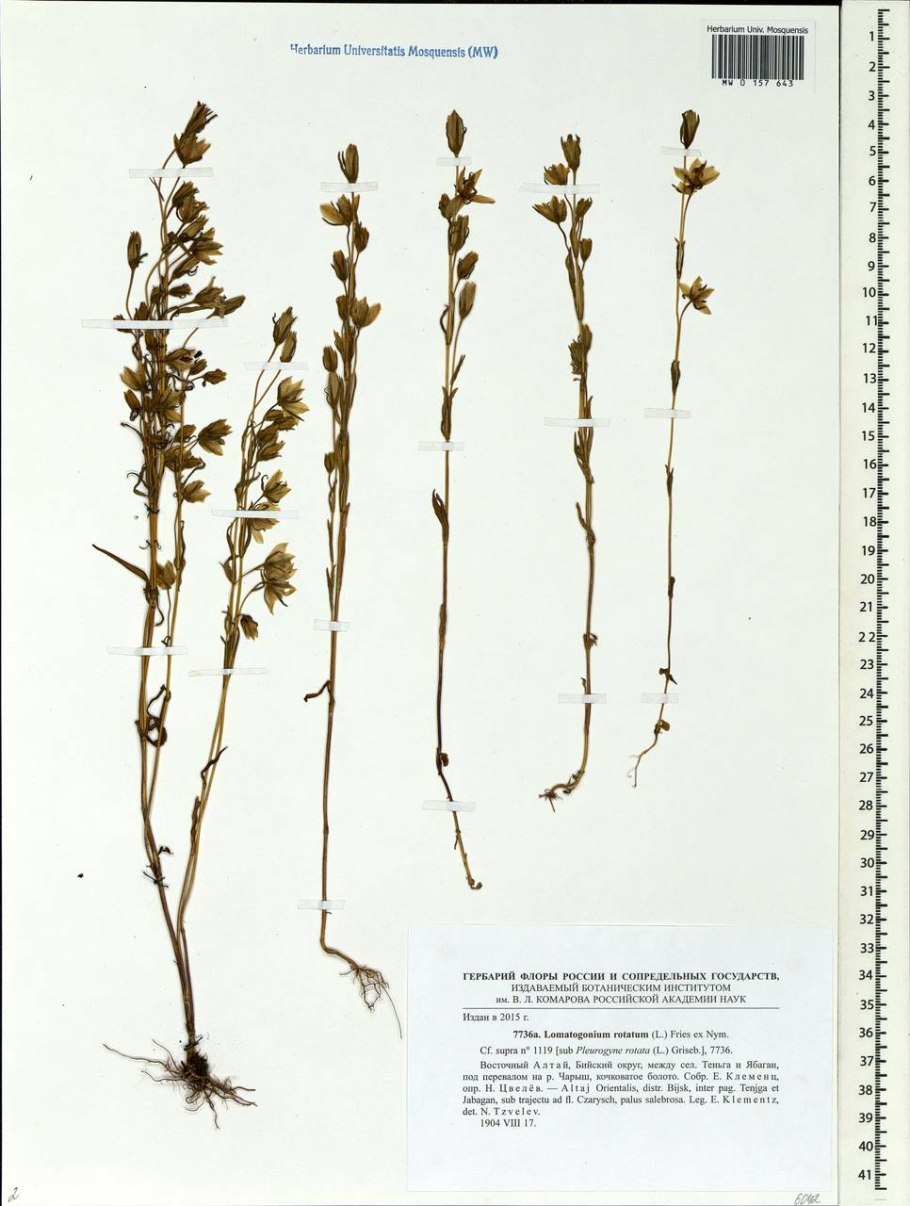 Ломатогониум (Lomatogonium) растение цветок