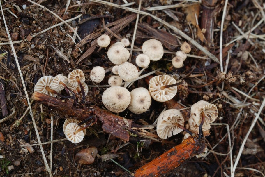 Марасмиус ротула