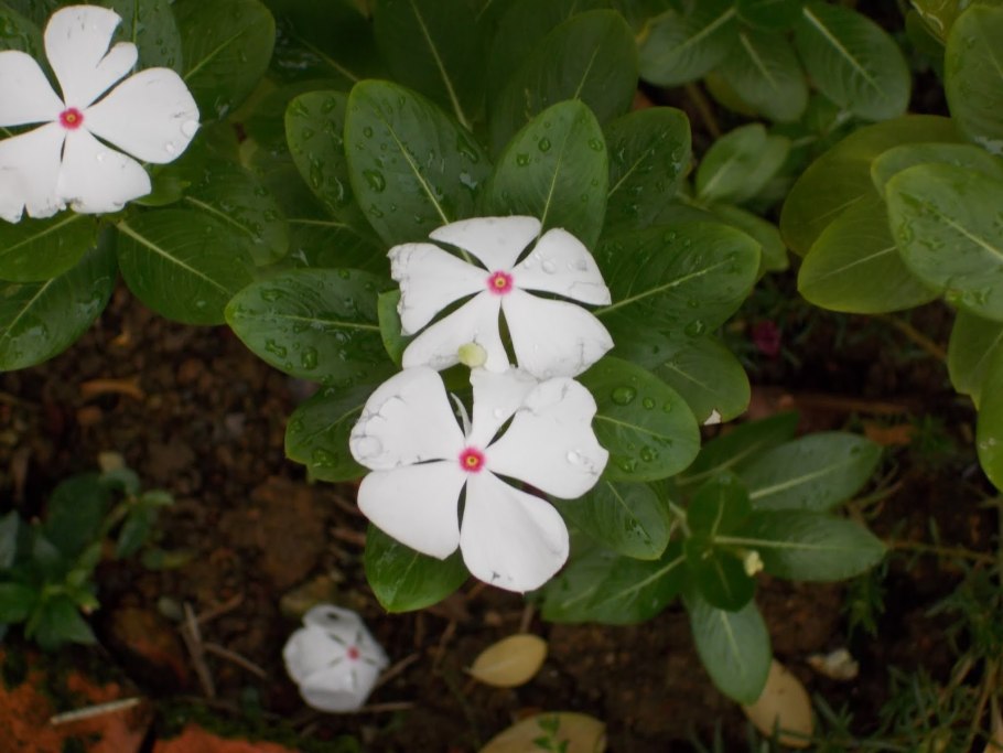 Флокс Андре