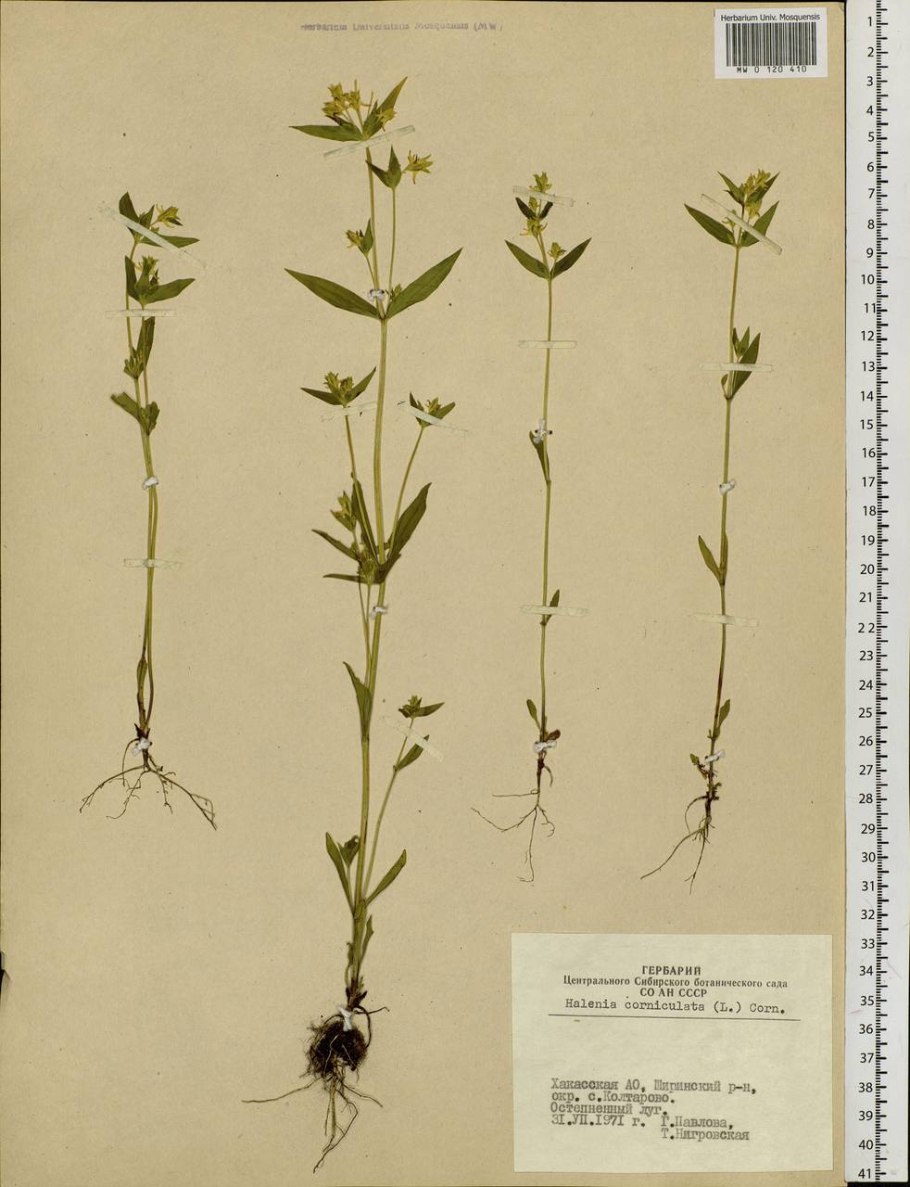 Горечавковые (Gentianaceae)