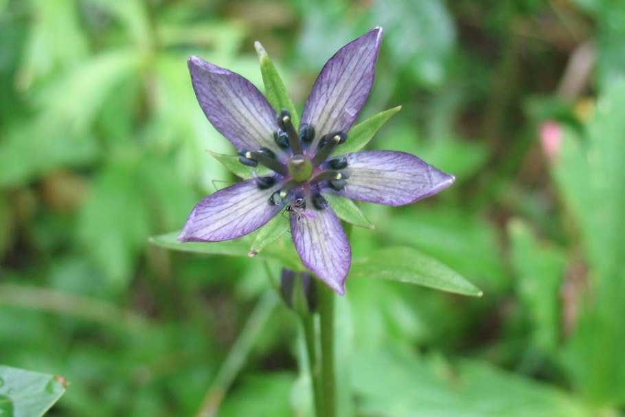 Галения рогатая фото