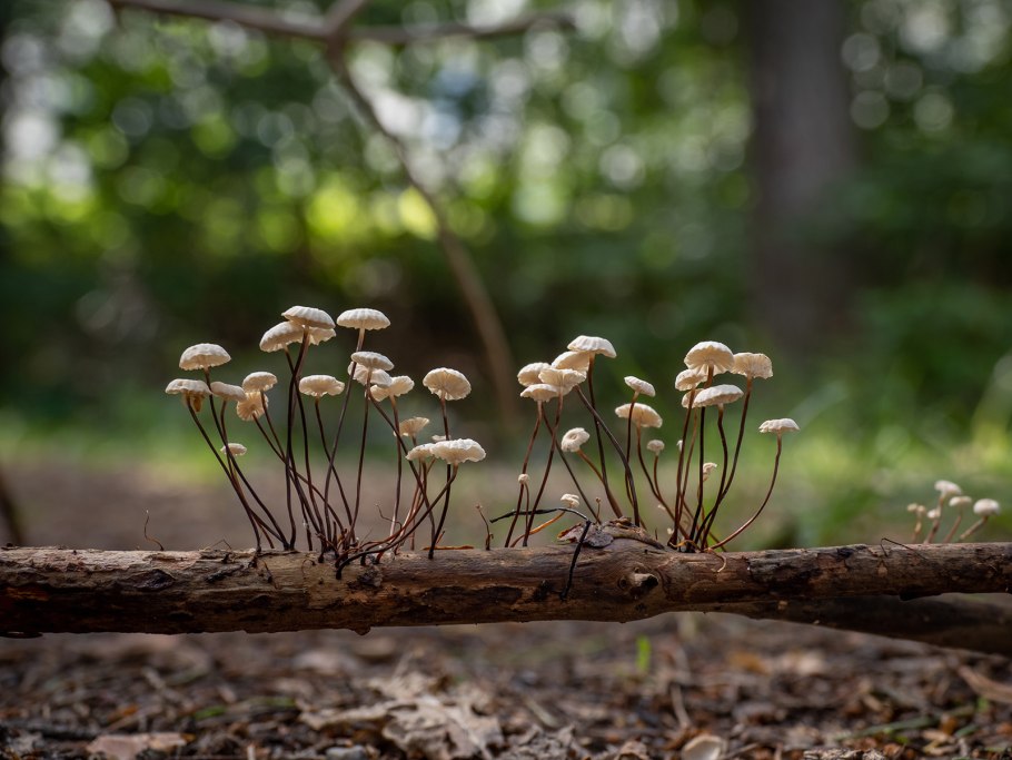 Штернбергия безвременниковоцветная