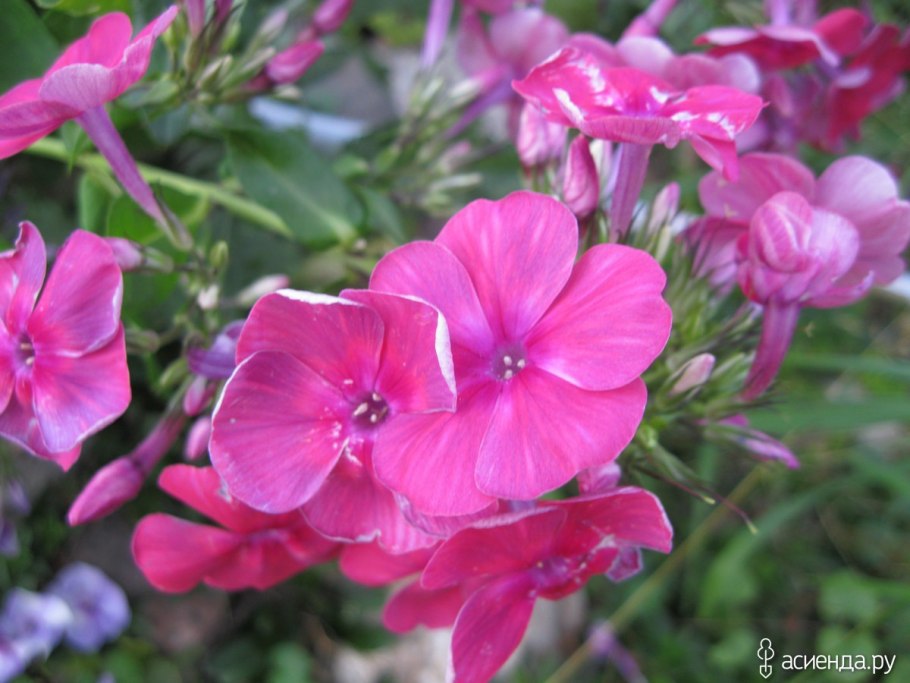 Флокс метельчатый