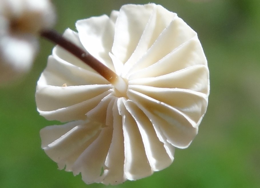 Колесовидный цветок