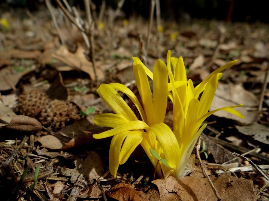 Штернбергия колхикоцветная
