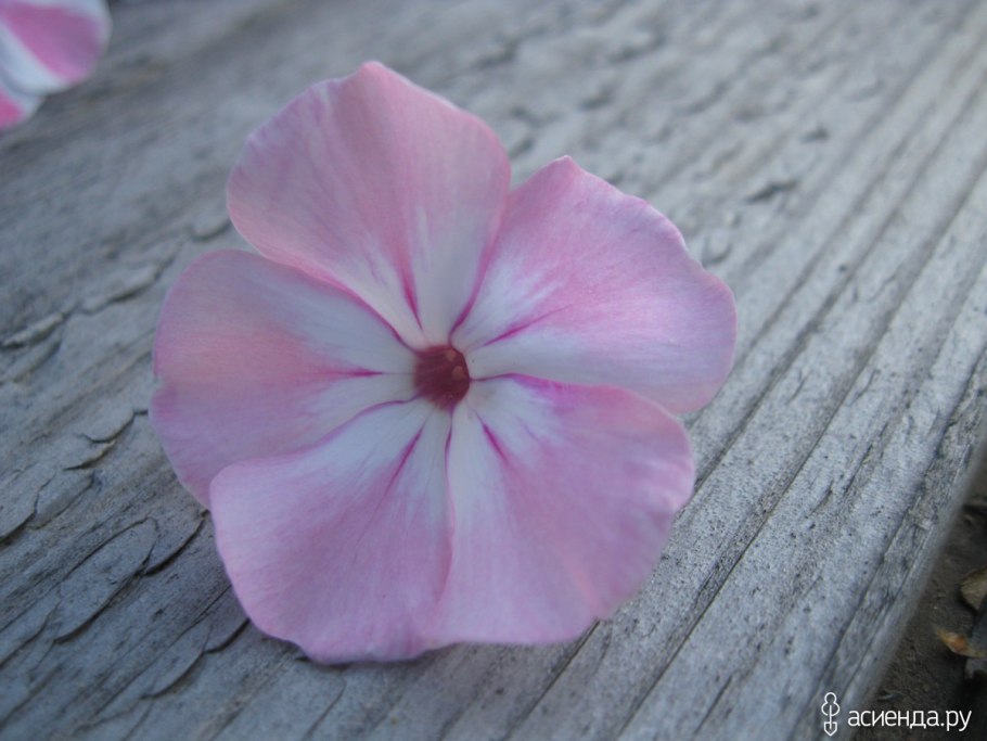 Флокс метельчатый цвет яблони