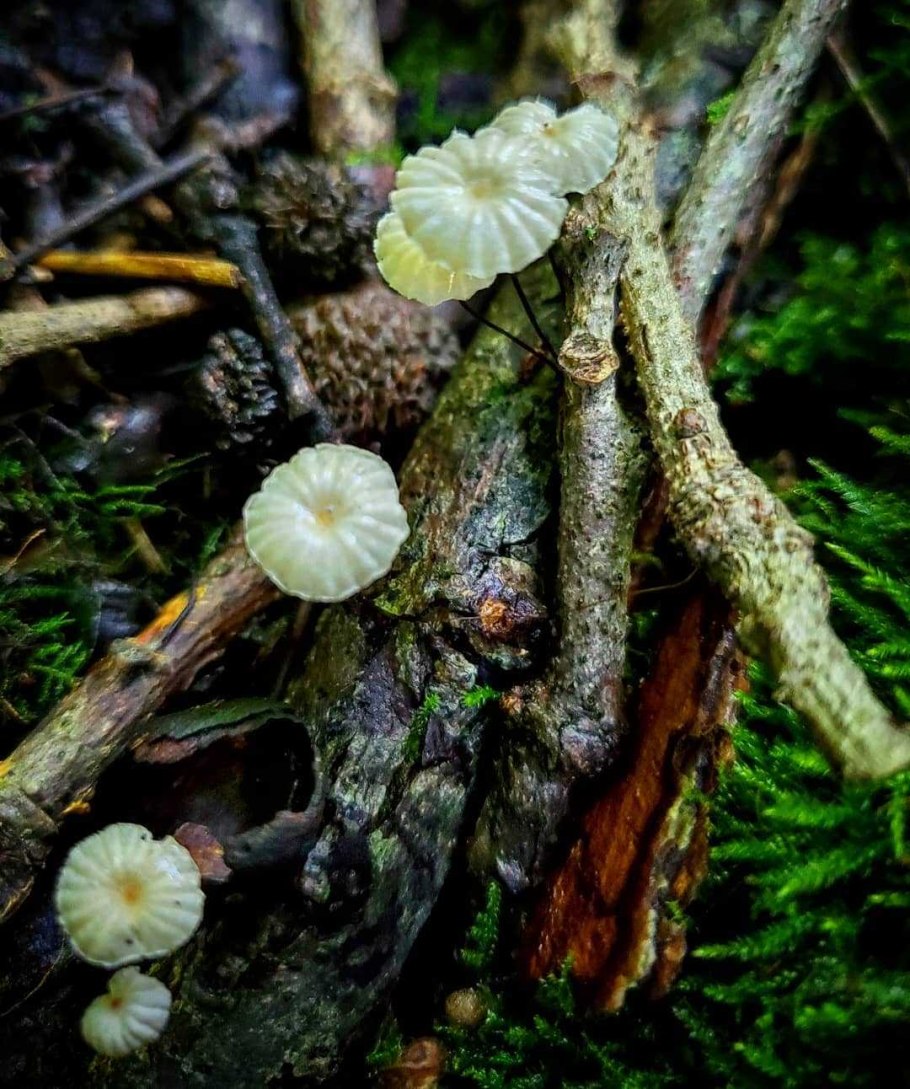 Маттиола incana