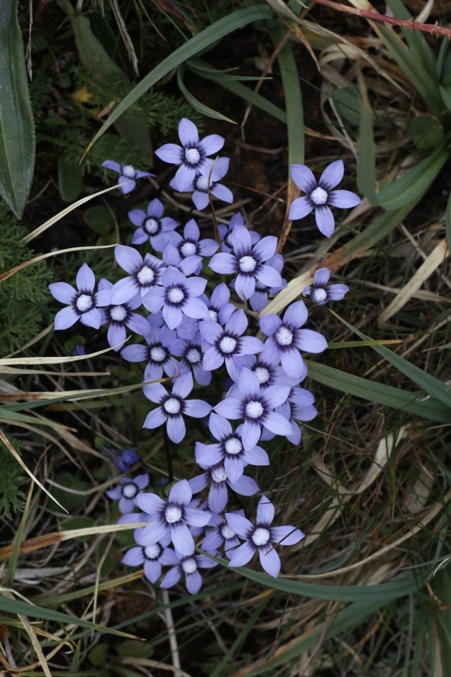 Voyria tenella