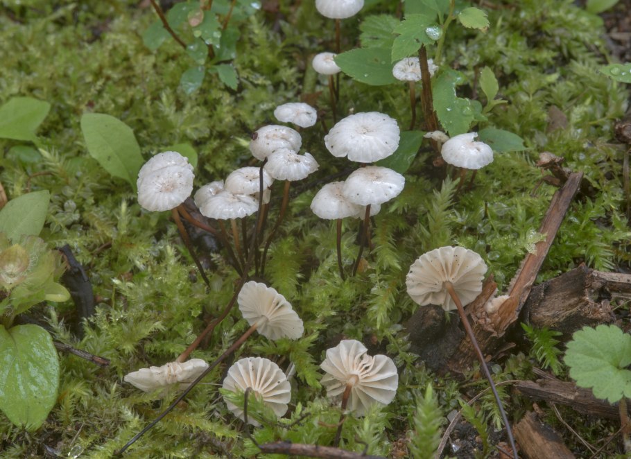 Сверция Сибирская Байкальский заповедник