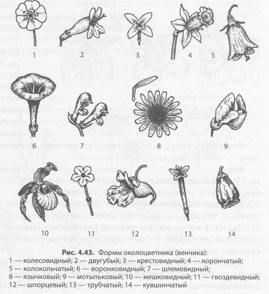 Синие и красные Флоксы на газоне
