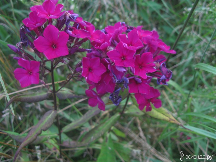 Гриб негниючник колесовидный