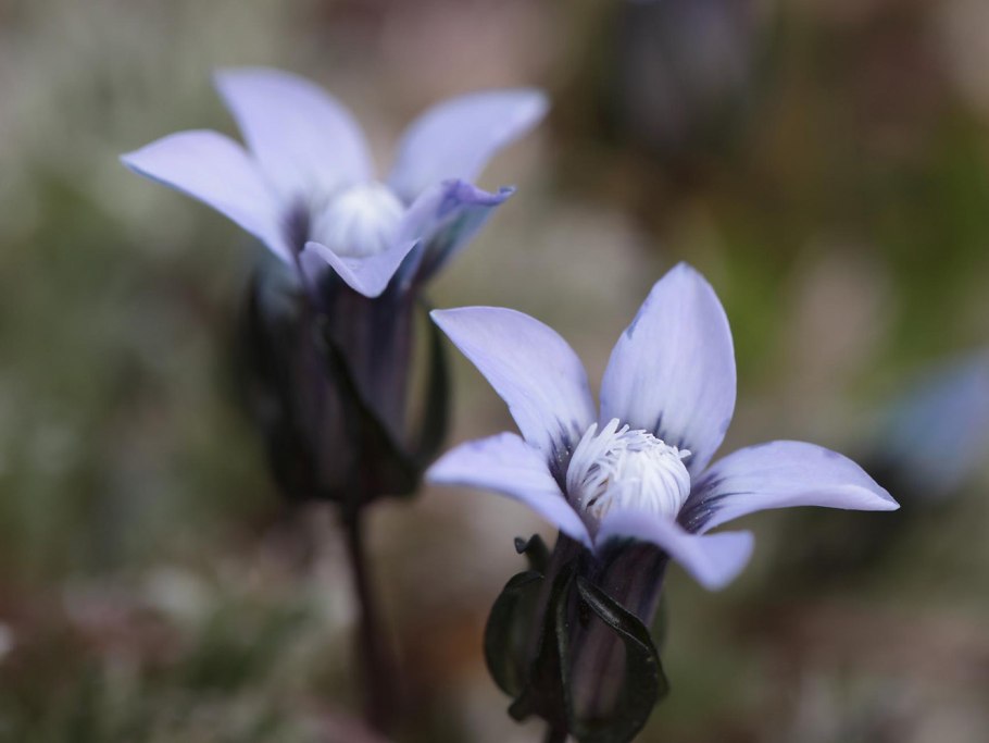 Галения рогатая фото
