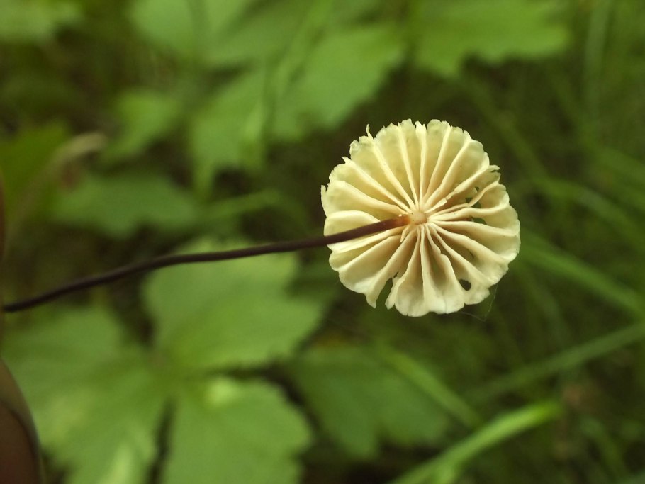 Гименокаллис графический рисунок