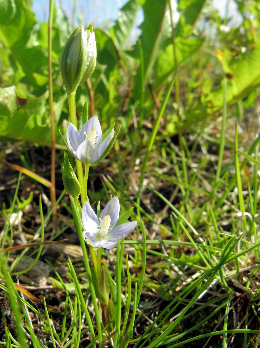 Ломатогониум (Lomatogonium) растение цветок