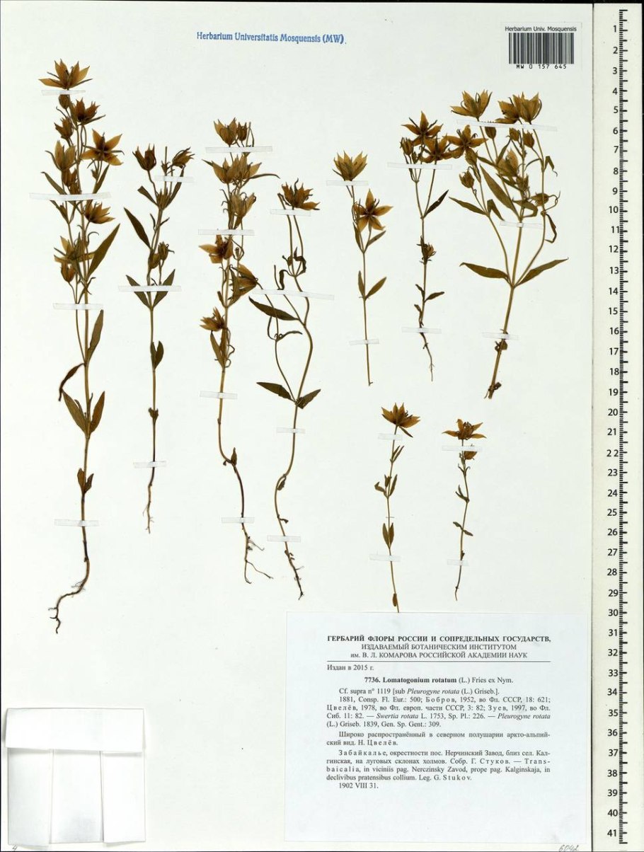 Lomatogonium rotatum