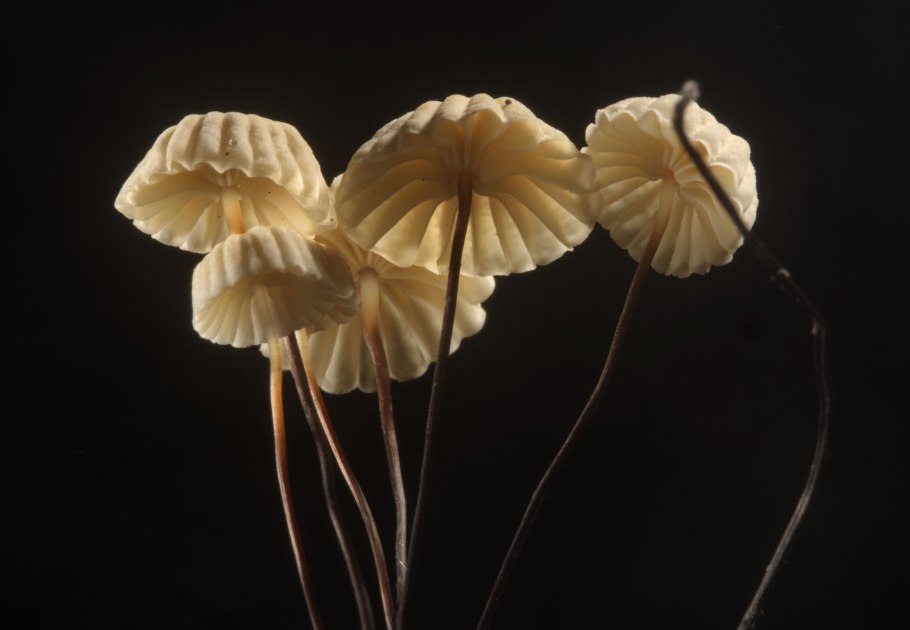 Катарантус вегетативный