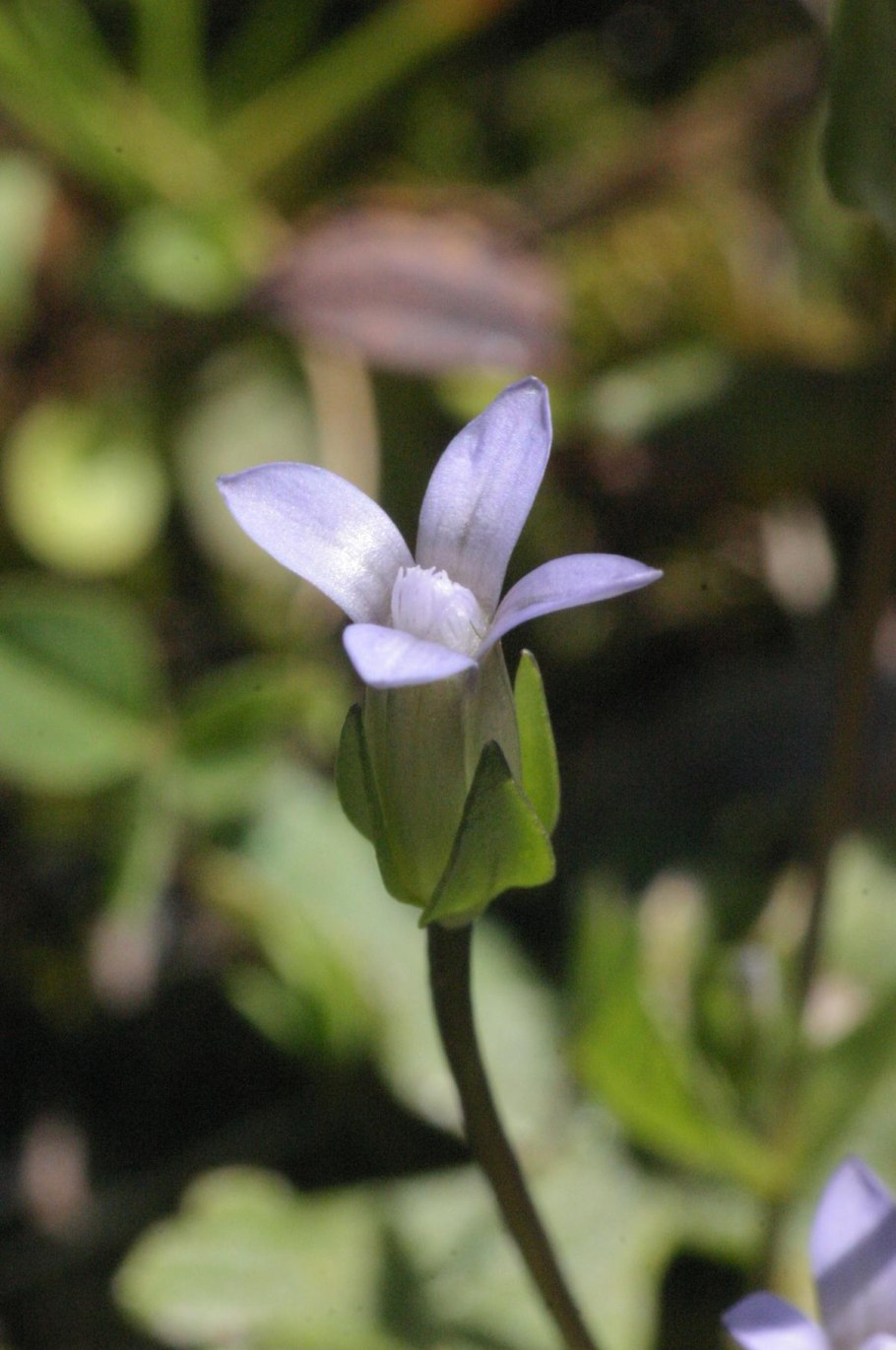 Lomatogonium rotatum