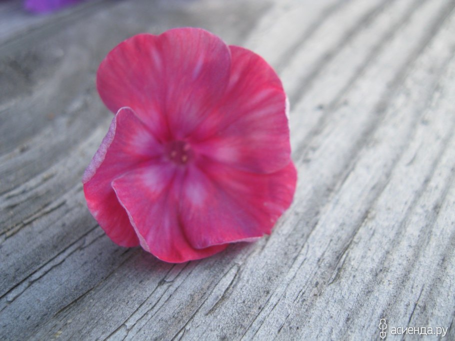 Флокс метельчатый дымчатый коралл