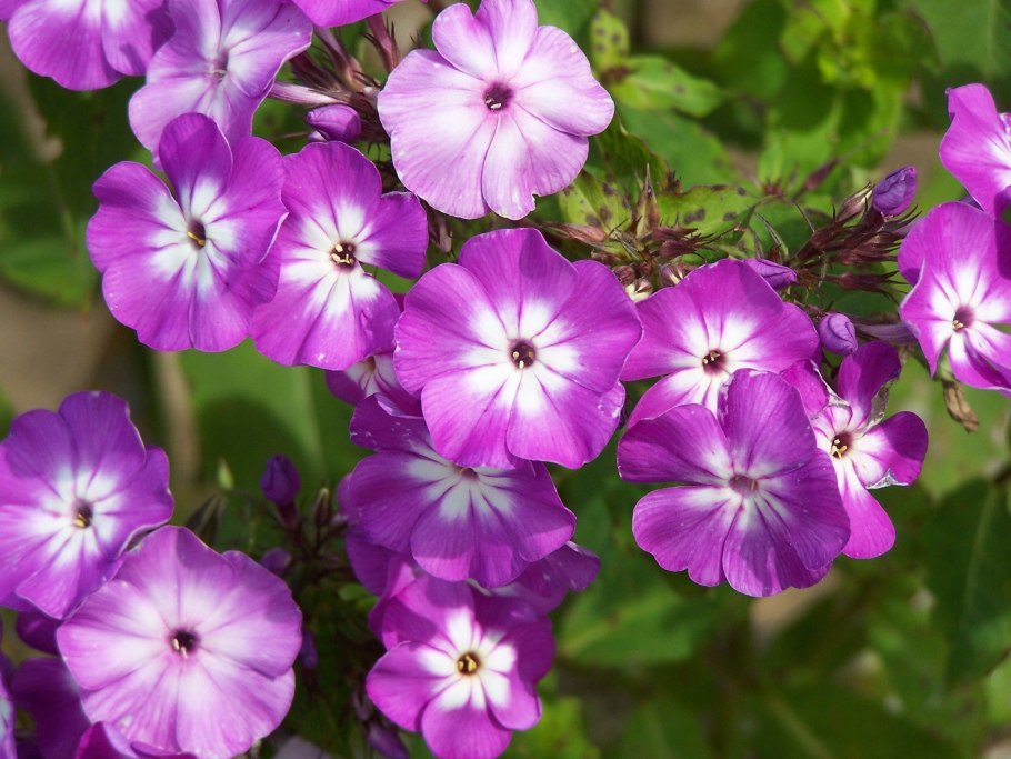 Флокс метельчатый андрэ